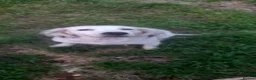 Sprocker dogs for sale: Sprocker spaniel puppies in Canterbury - Advert 1