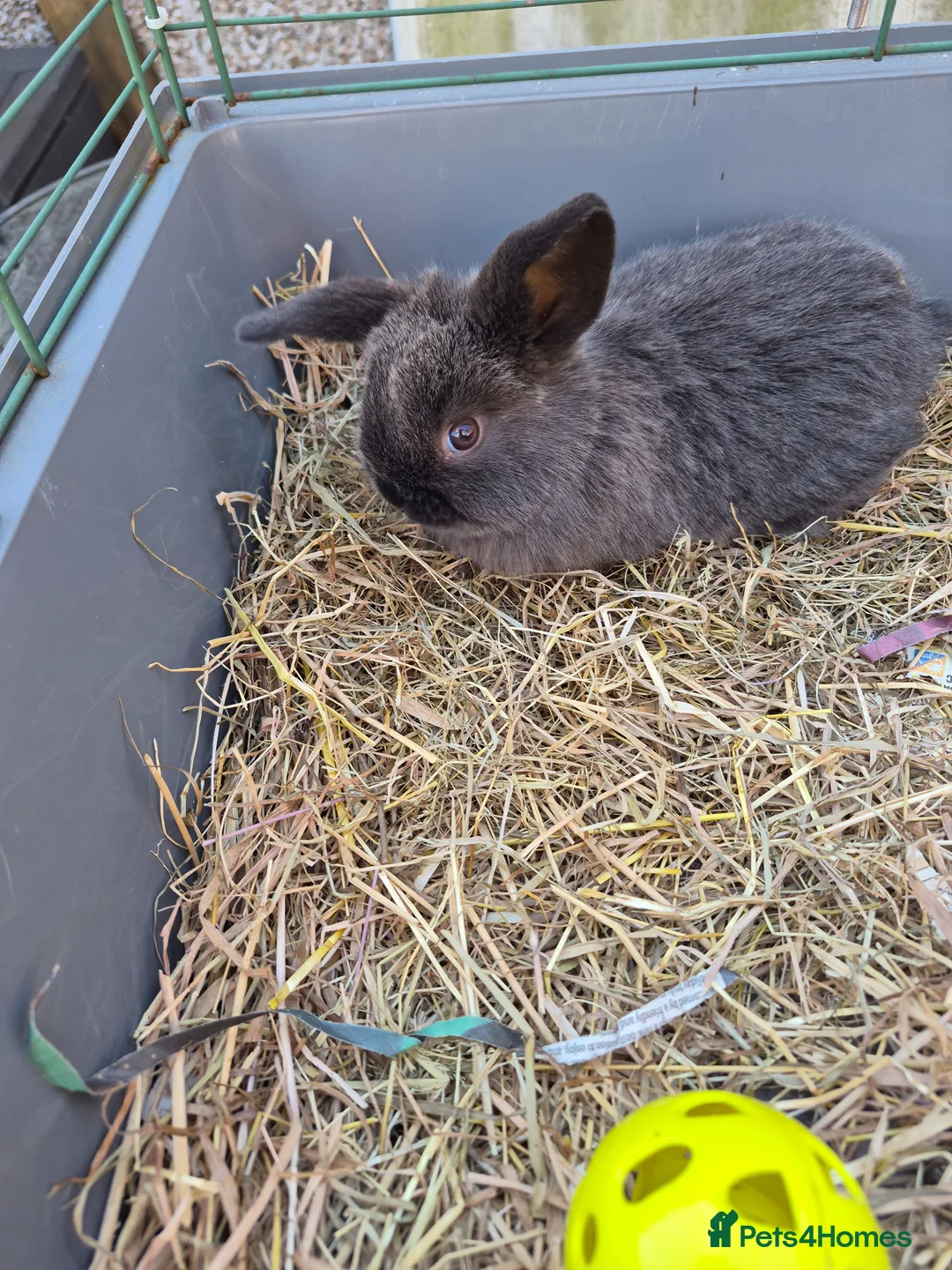 Mini Lop rabbits for sale: 3 female mini lop ear bunnies - Advert 6