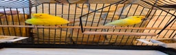 Canaries birds for sale: Two Canaries for Sale with Cage & Full Setup - Advert 9