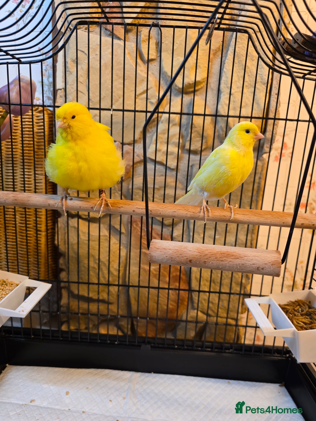 Canaries birds for sale: Two Canaries for Sale with Cage & Full Setup - Advert 9