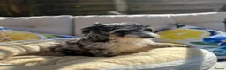 Cockapoo dogs for sale: ⭐️ BEAUTIFUL F1 TOY COCKAPOOS ⭐️ 2 REMAINING - Advert 4