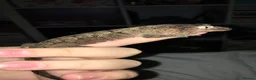 Gecko reptiles for sale: Crested gecko and Chahoua gecko - Advert 2