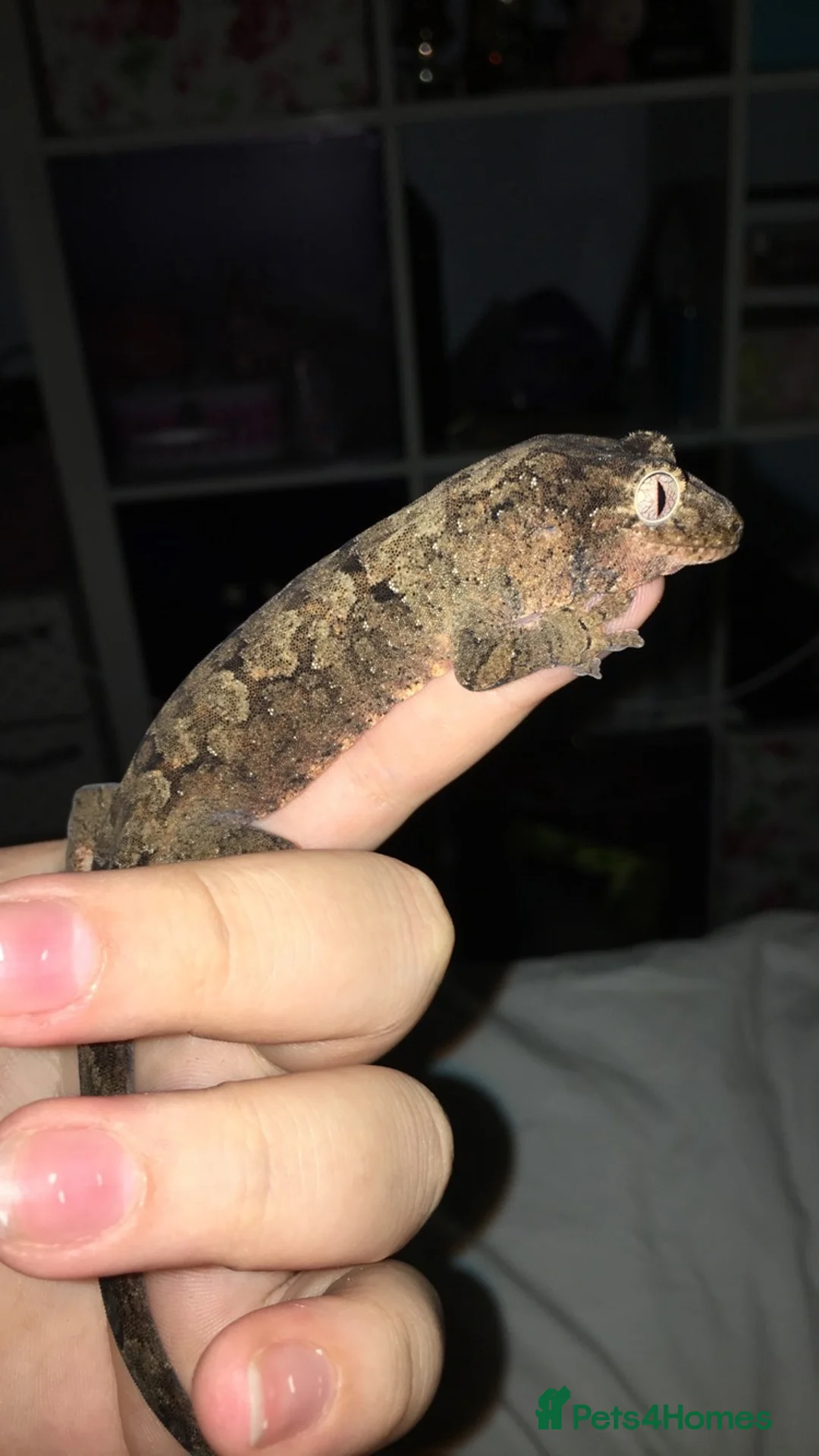 Gecko reptiles for sale: Crested gecko and Chahoua gecko - Advert 2