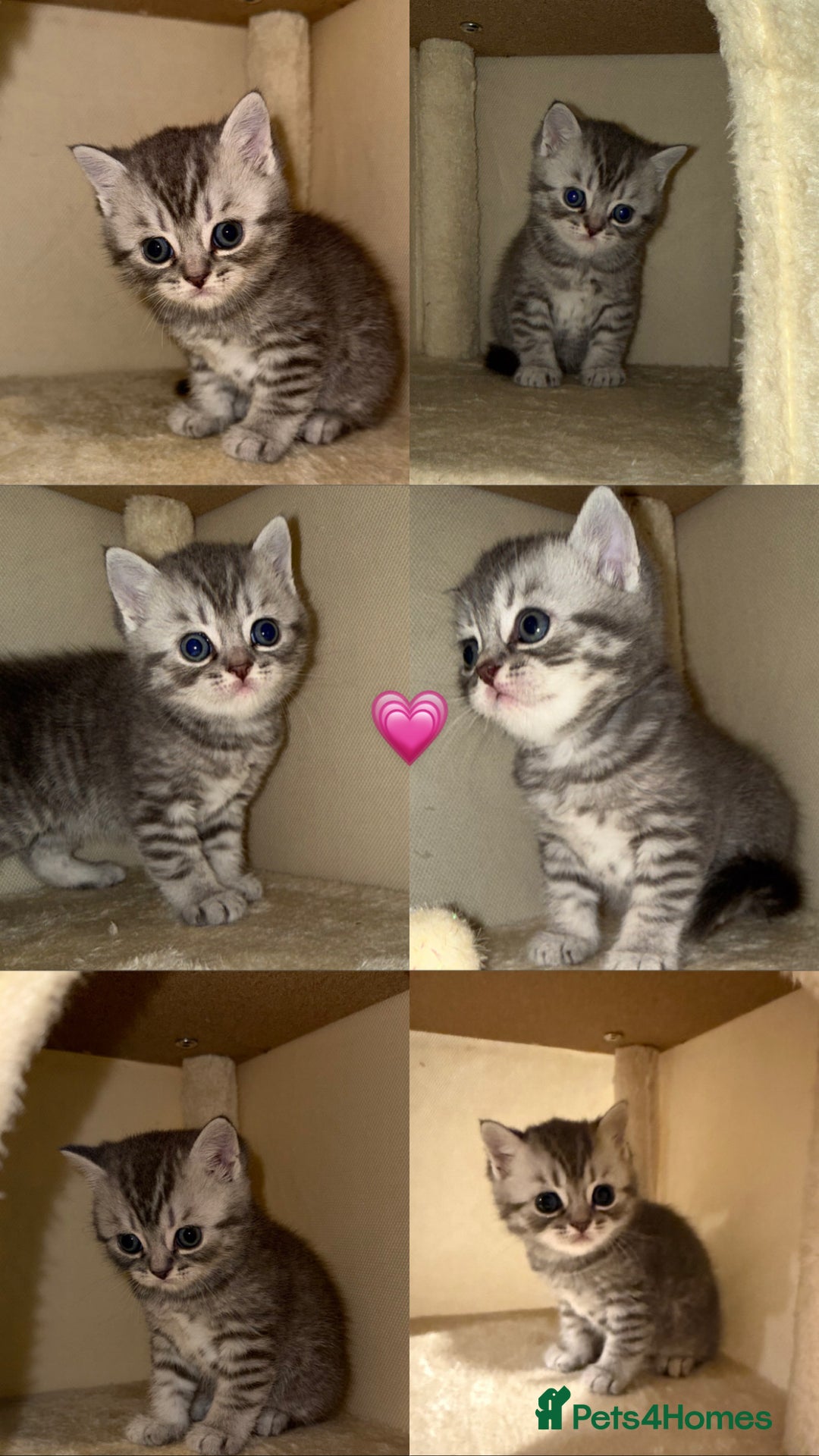 British Shorthair cats for sale: BRITISH SHORTHAIR KITTENS - Advert 1