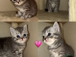 British Shorthair cats BRITISH SHORTHAIR KITTENS - Advert 1