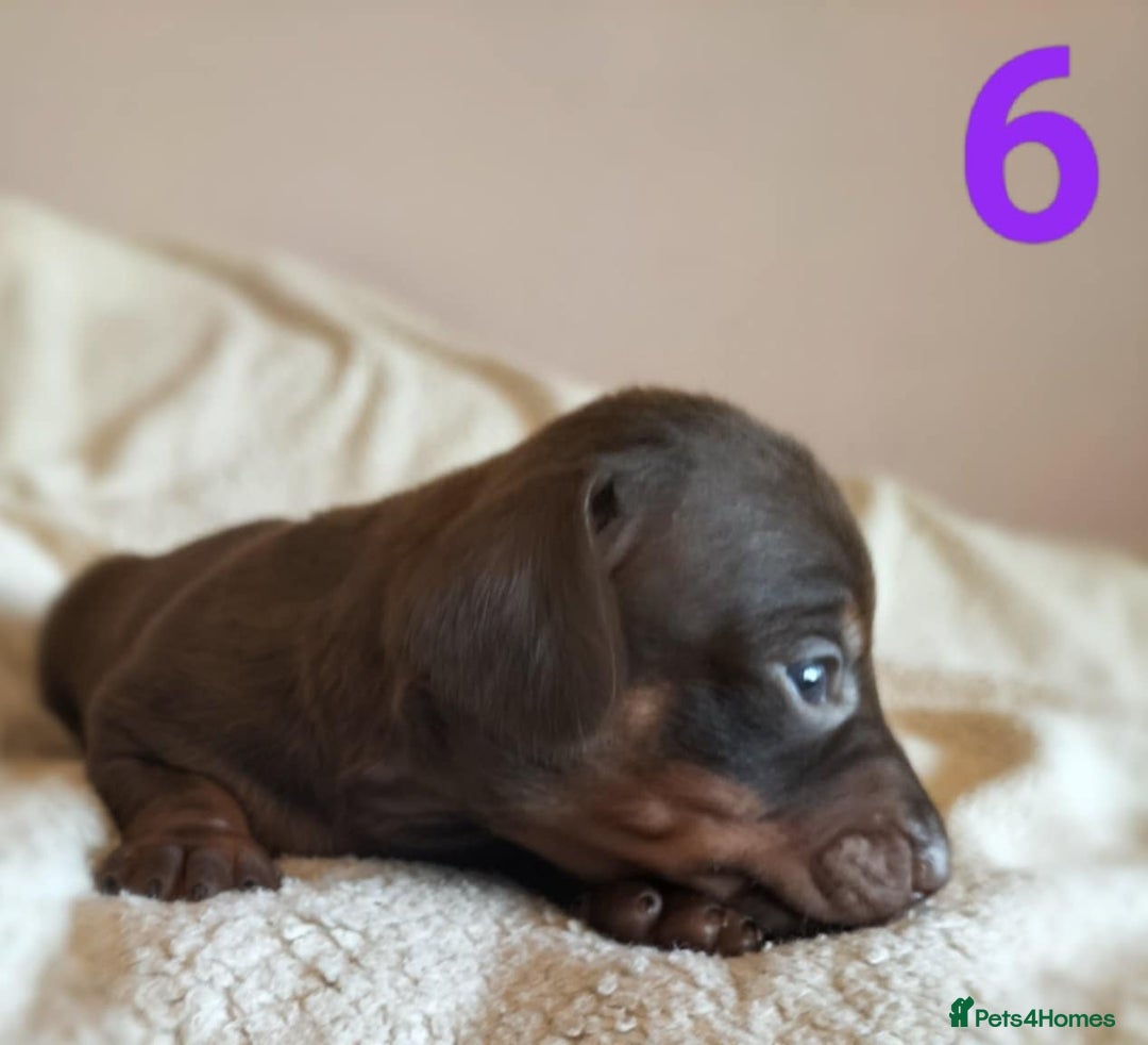 Miniature Dachshund dogs for sale: Stunning Miniature Dachshund Puppies 2 Week Old - Advert 11