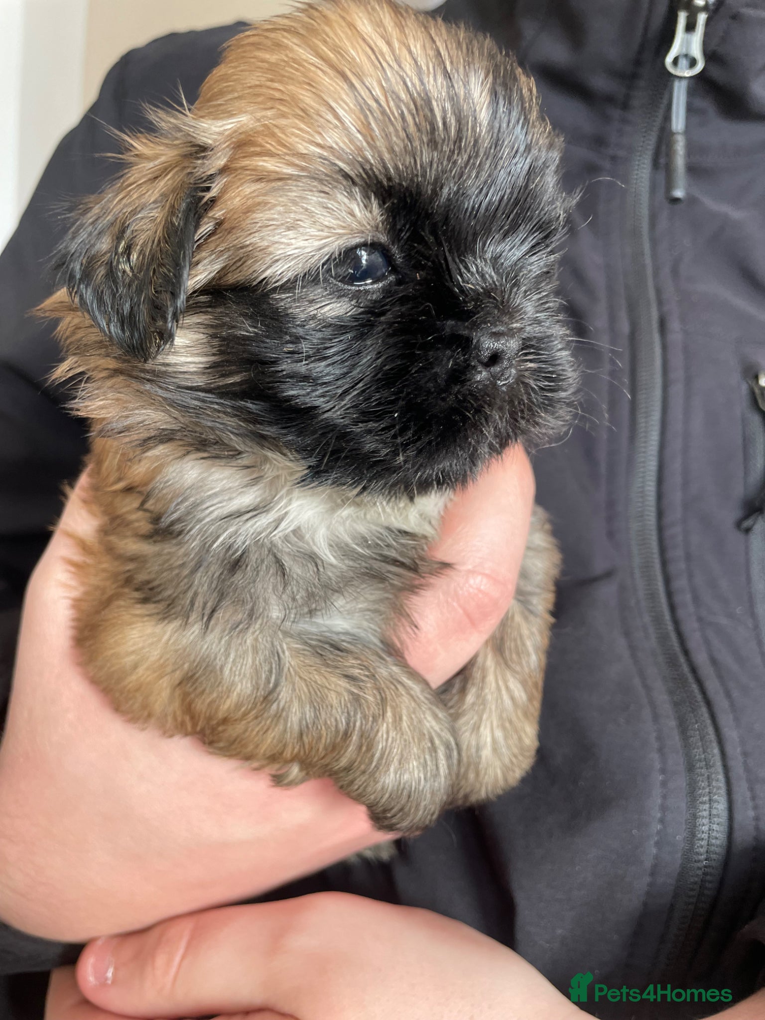 Shih Tzu dogs KC reg standard shihtzu - Advert 1