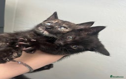 Mixed Breed cats for sale: Beautiful kittens for sale - Image 2