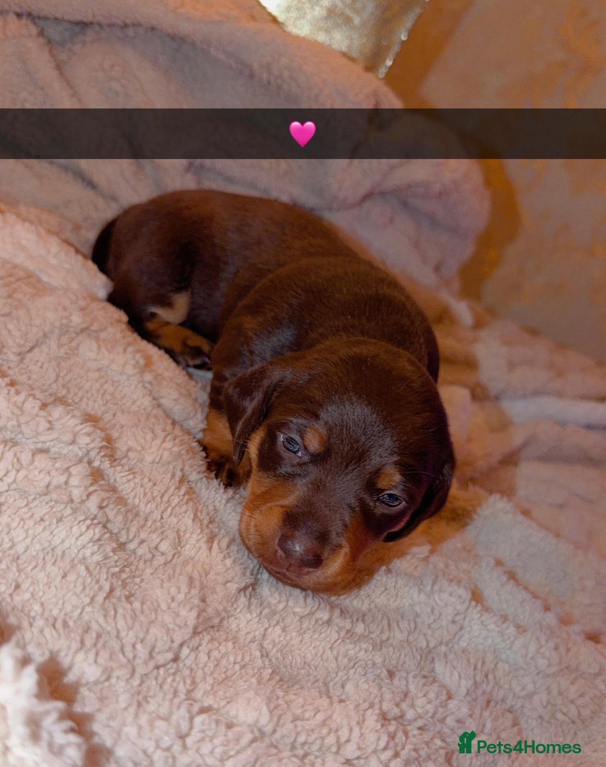 Dachshund Puppy 4