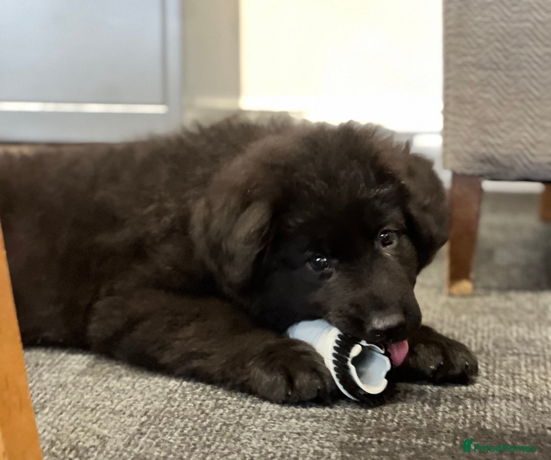 German Shepherd dogs for sale: German shepherd puppies  - Image 11