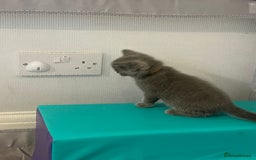 British Shorthair cats for sale: READY NOW!!Pedigree British Short Hair Kittens - Image 18