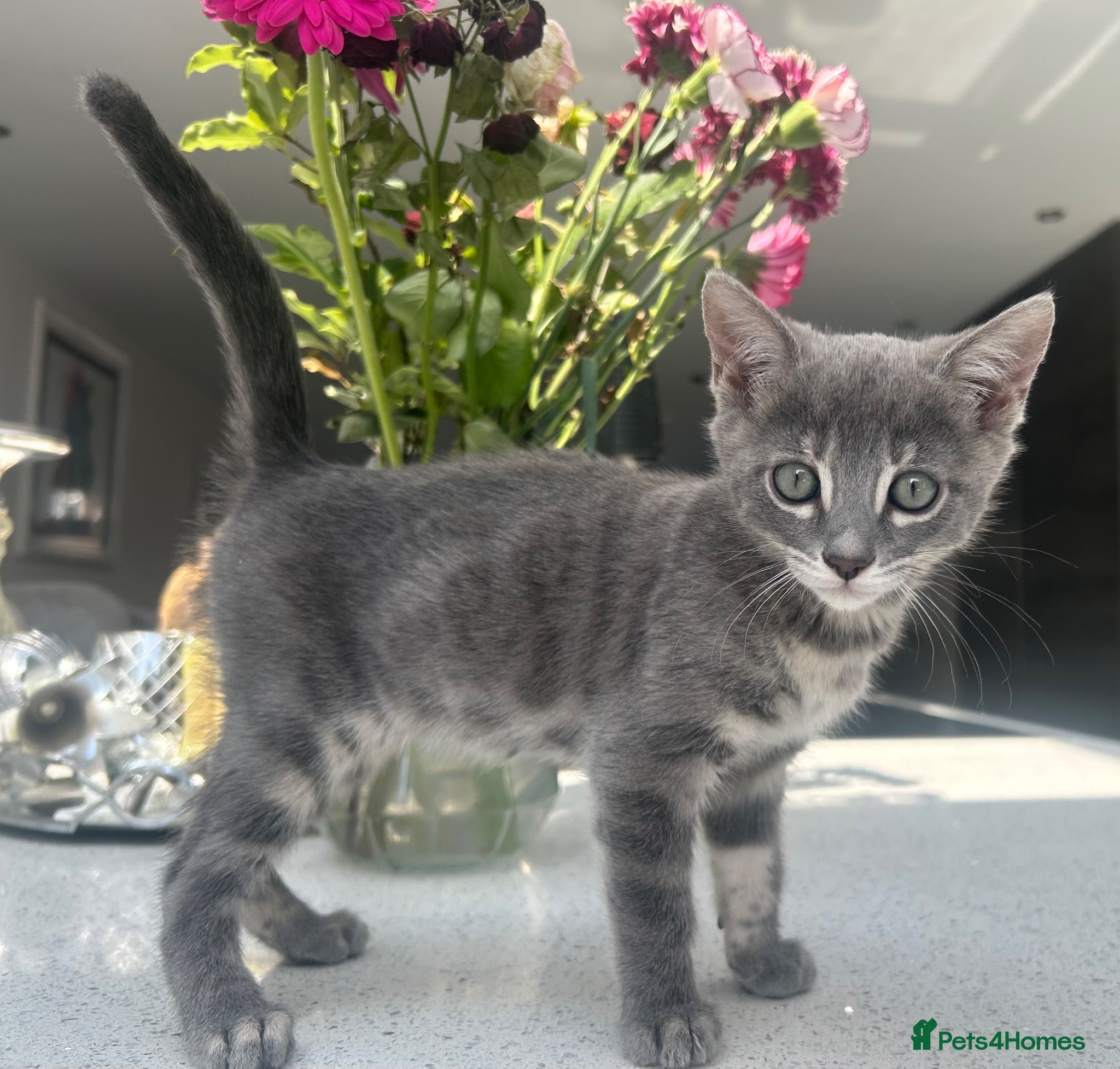 Bengal cats 3 Beautiful Female Blue TICA Reg Bengal kittens  - Advert 15