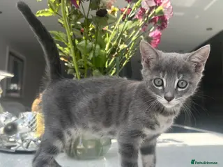 Bengal cats 3 Beautiful Female Blue TICA Reg Bengal kittens - Advert 15
