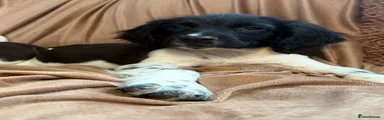 English Springer Spaniel 1