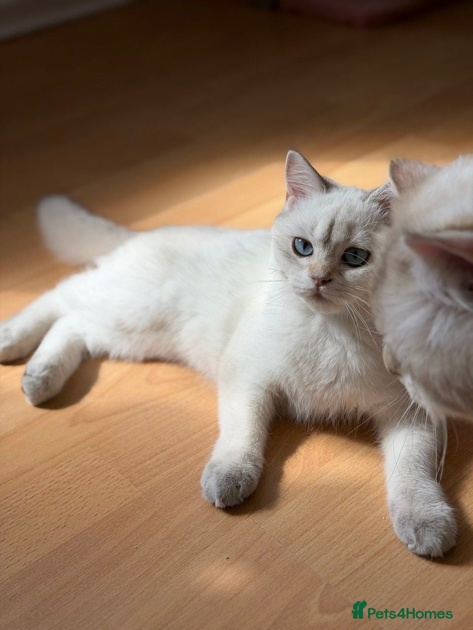 British Shorthair cats Beautiful British Shorthair looking for their home - Advert 5