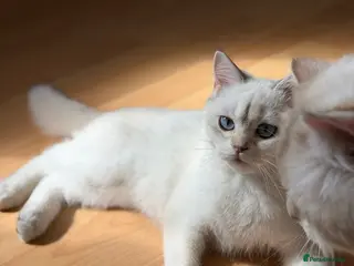 British Shorthair cats Beautiful British Shorthair looking for their home - Advert 5