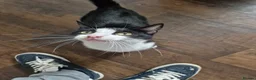 Mixed Breed cats for sale: 3 kittens in Bradford - Advert 2
