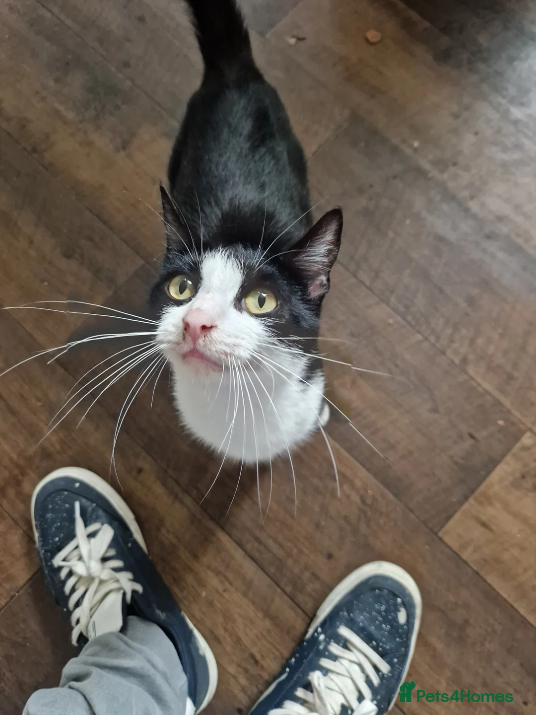 Mixed Breed cats for sale: 3 kittens in Bradford - Advert 2