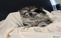 Chow Chow dogs for sale: BLACK GIRL CHOW CHOW - READY NOW!!! - Image 8