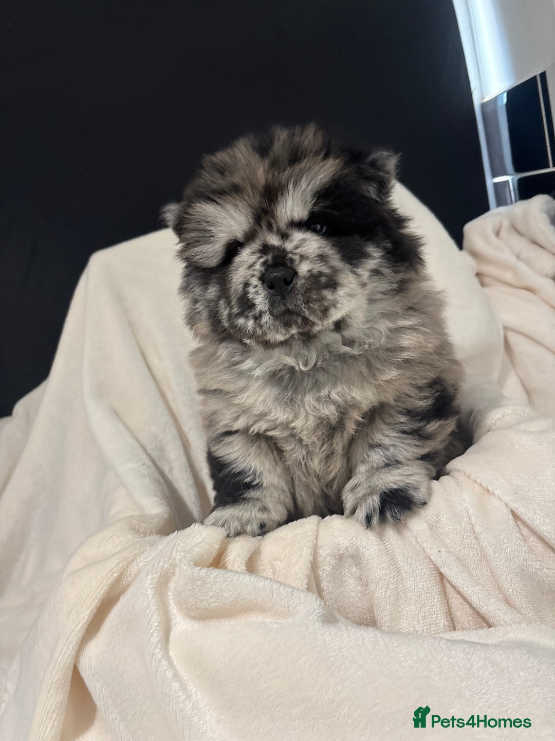 Chow Chow dogs for sale: BLACK GIRL CHOW CHOW - READY NOW!!! - Image 8