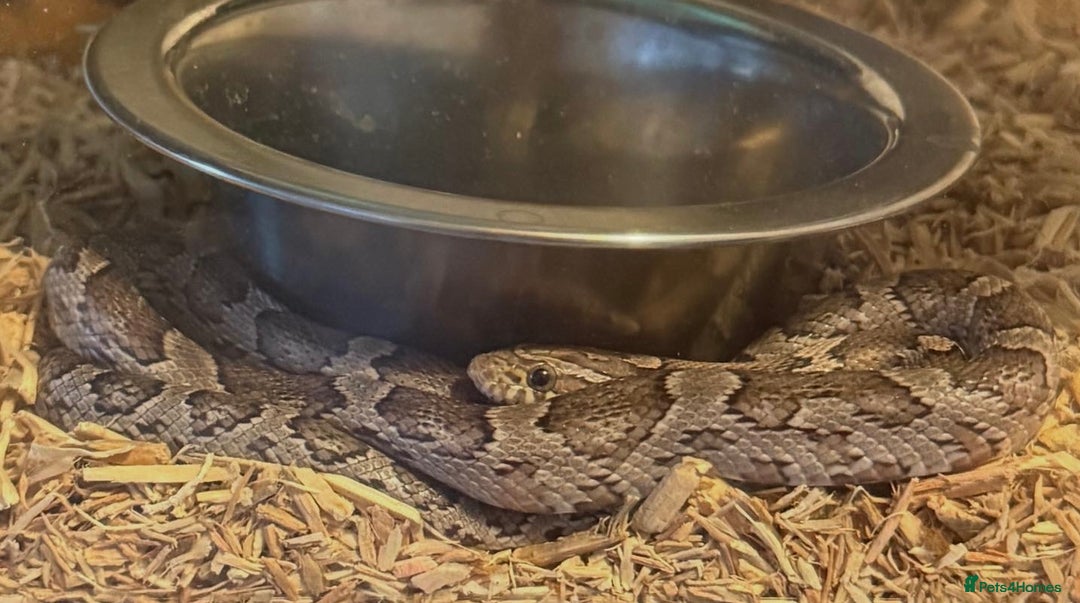 Snake reptiles for sale: Multiple snakes for sale corns and sand boas  - Image 9