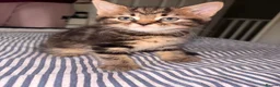 Mixed Breed cats for sale: 5 kittens for sale. in Wolverhampton - Advert 9