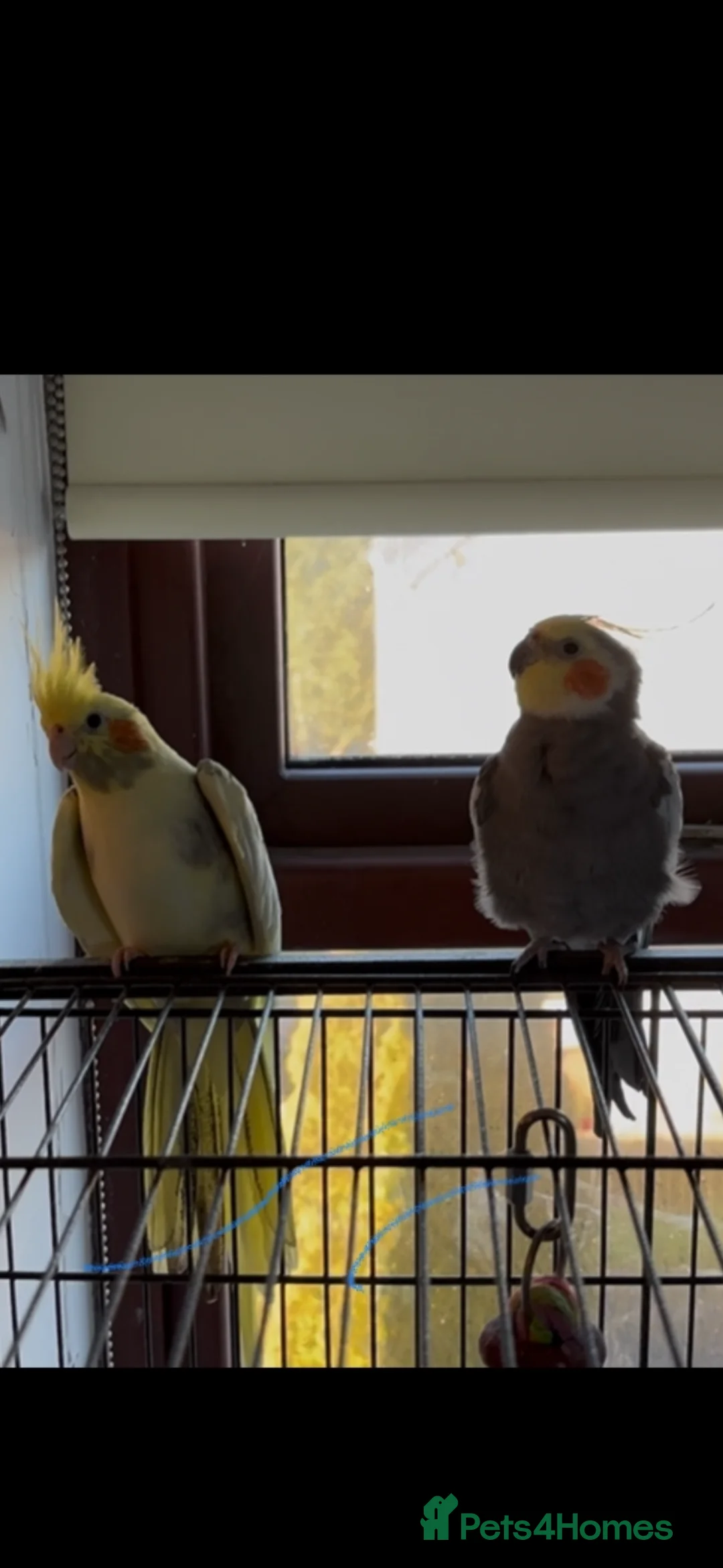 Cockatiels birds for sale: 2 cockatiels not to be sepetated in Lancaster - Advert 1