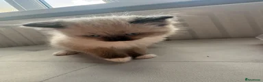 Ragdoll 3