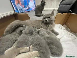 British Shorthair cats New litter of five from Blue Dream nurseries. - Advert 3