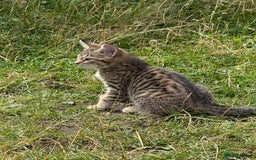 Mixed Breed cats for sale: Gorgeous kittens - Image 3