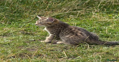 Mixed Breed cats - Advert 11