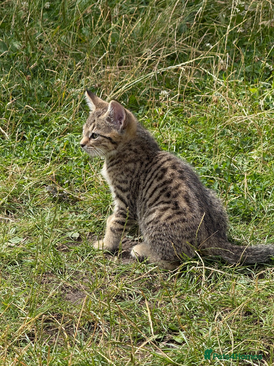 Mixed Breed cats for sale: Gorgeous kittens - Image 3