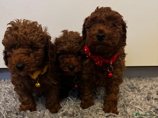 Toy Poodle dogs Red toy poodle - Advert 2