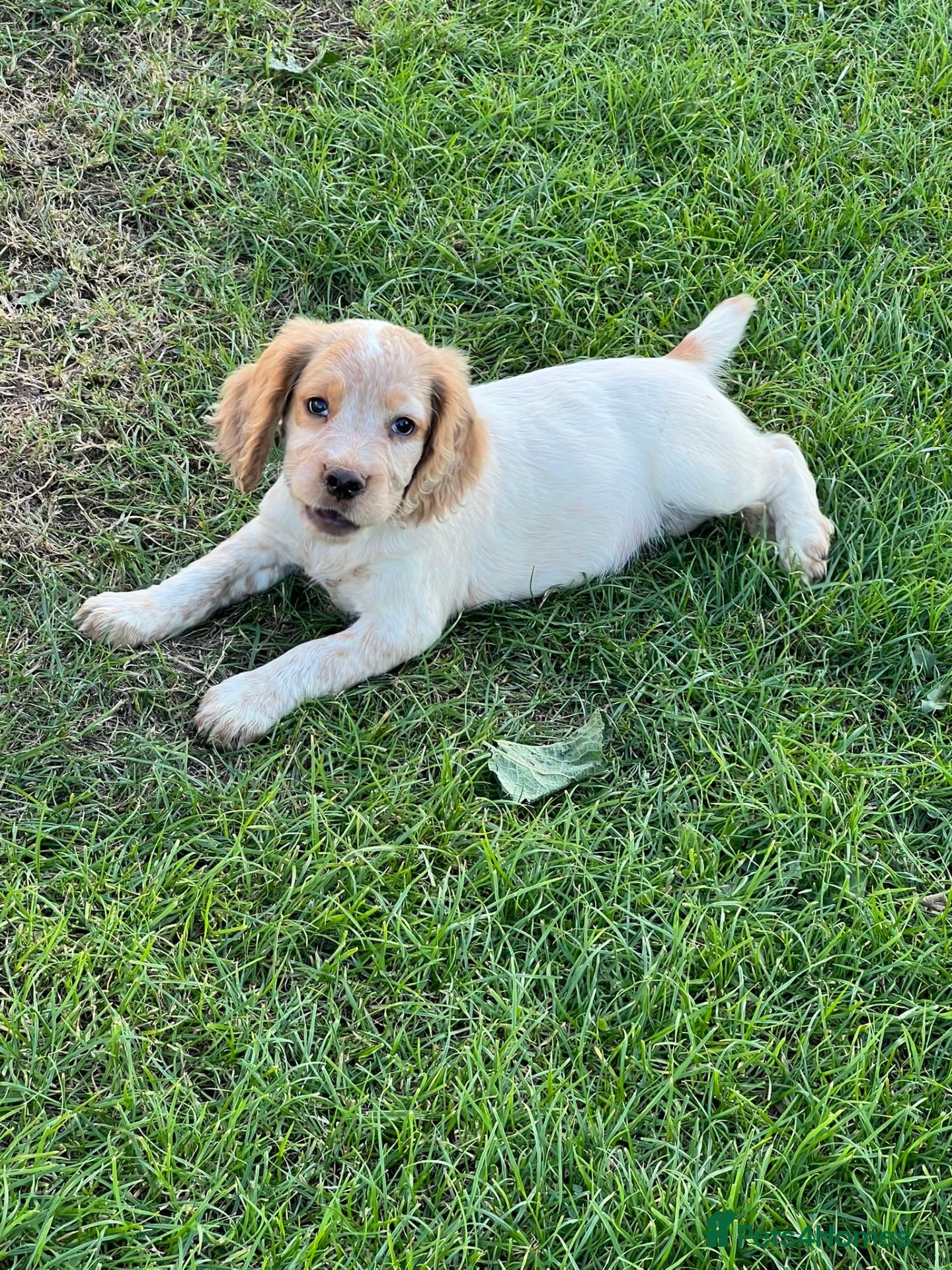 Cocker Spaniel dogs Working Cocker x Clumber Spaniel Puppies - Advert 2