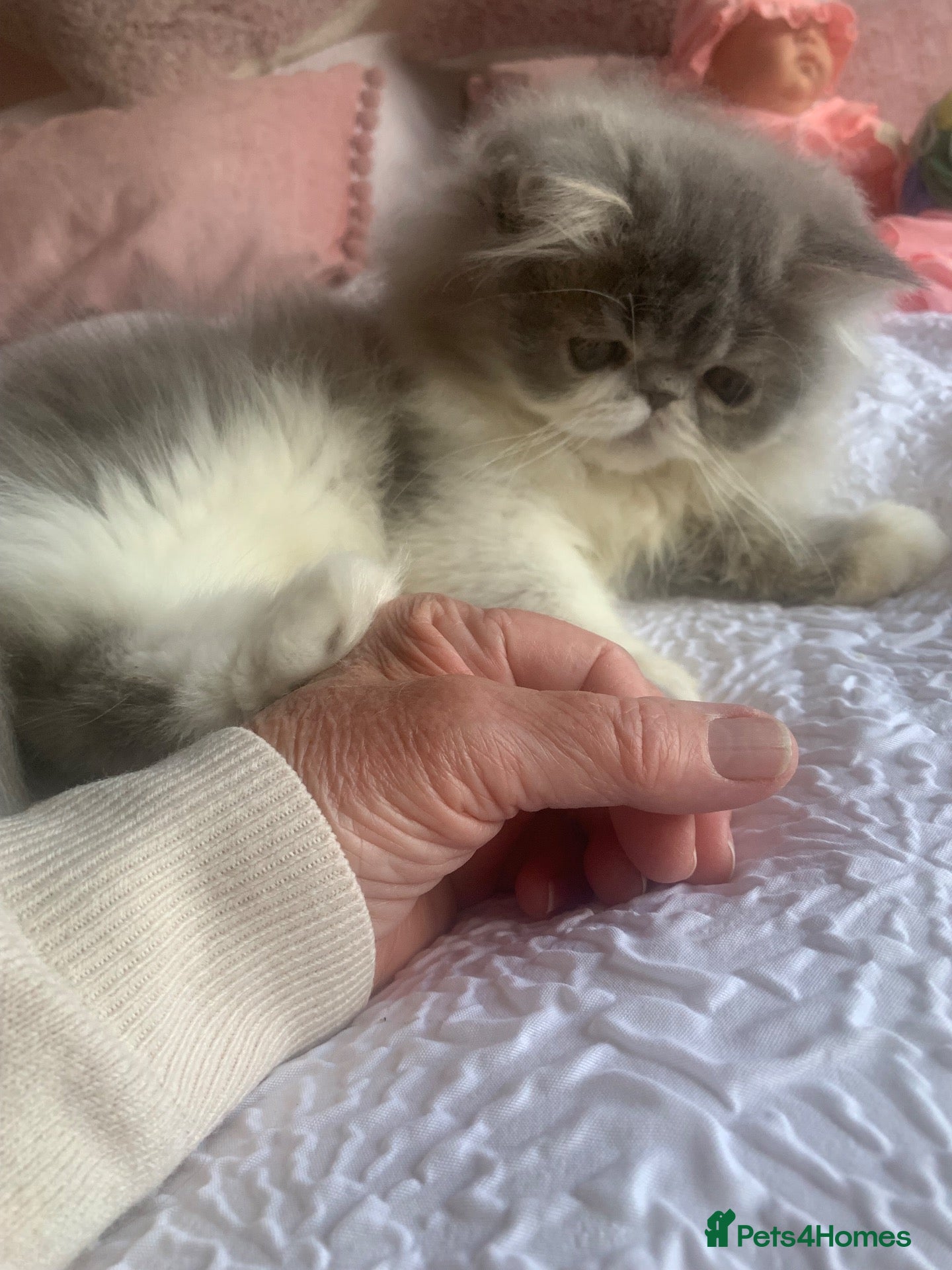 Persian cats Persian Kitten***Ready Now*** - Advert 2