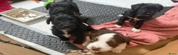 Mixed Breed dogs for sale: Lovely Cockapoo/Border Collie puppies in Abergavenny - Advert 17