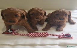 Cockapoo dogs for sale: Beautiful Cockapoo Puppies  - Image 6