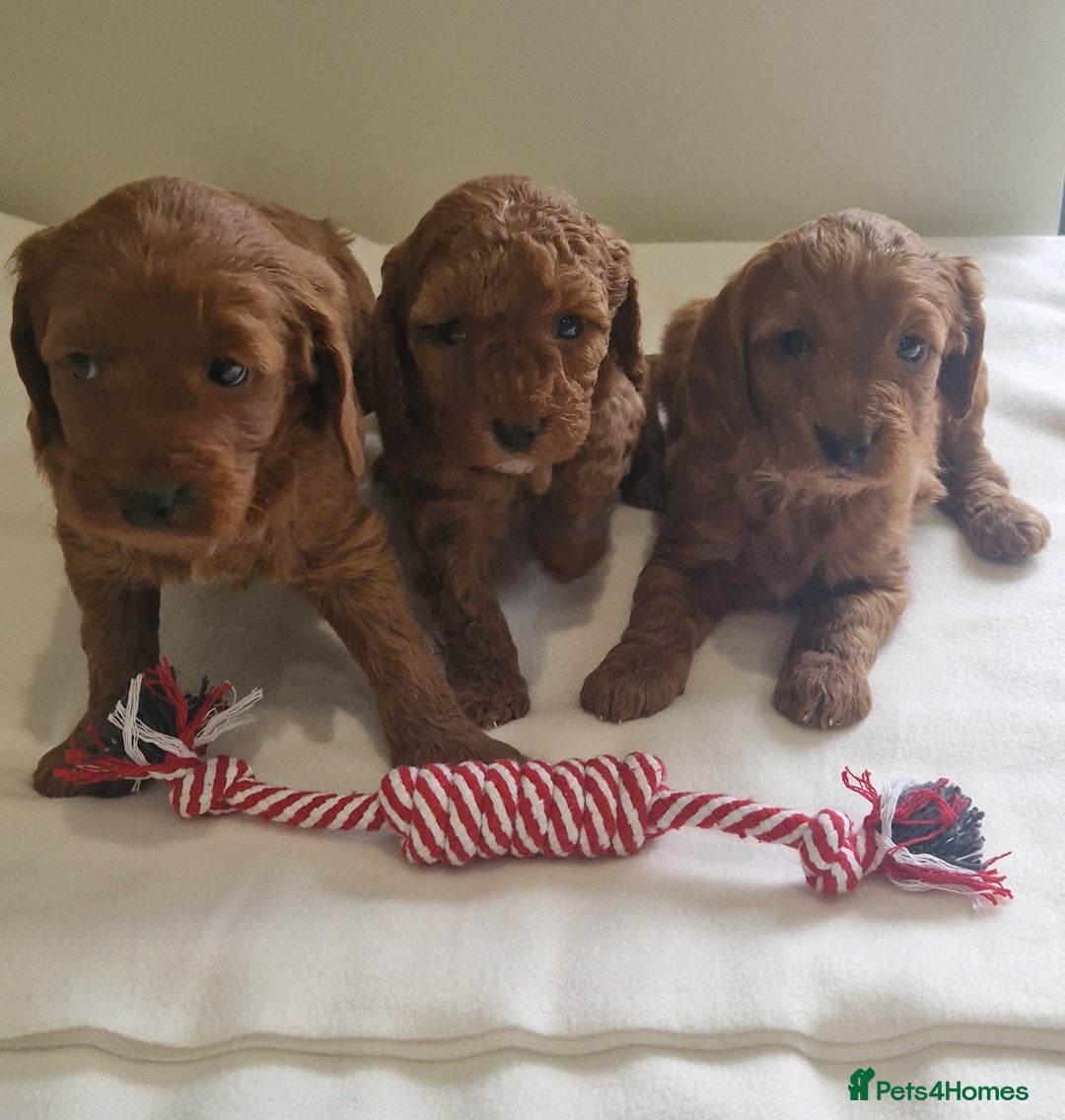 Cockapoo dogs for sale: Beautiful Cockapoo Puppies  - Image 6