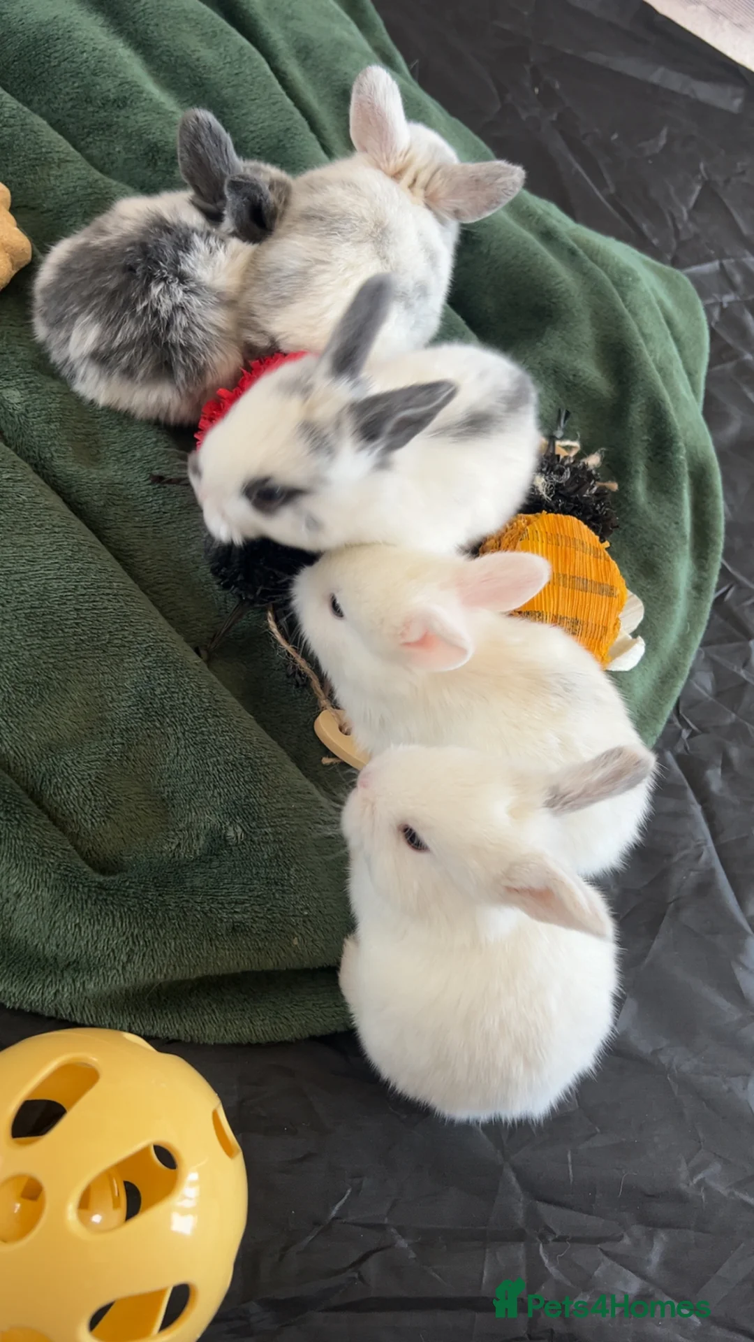 Lionhead rabbits for sale: Meet our gorgeous kits!  in Peterlee - Advert 2