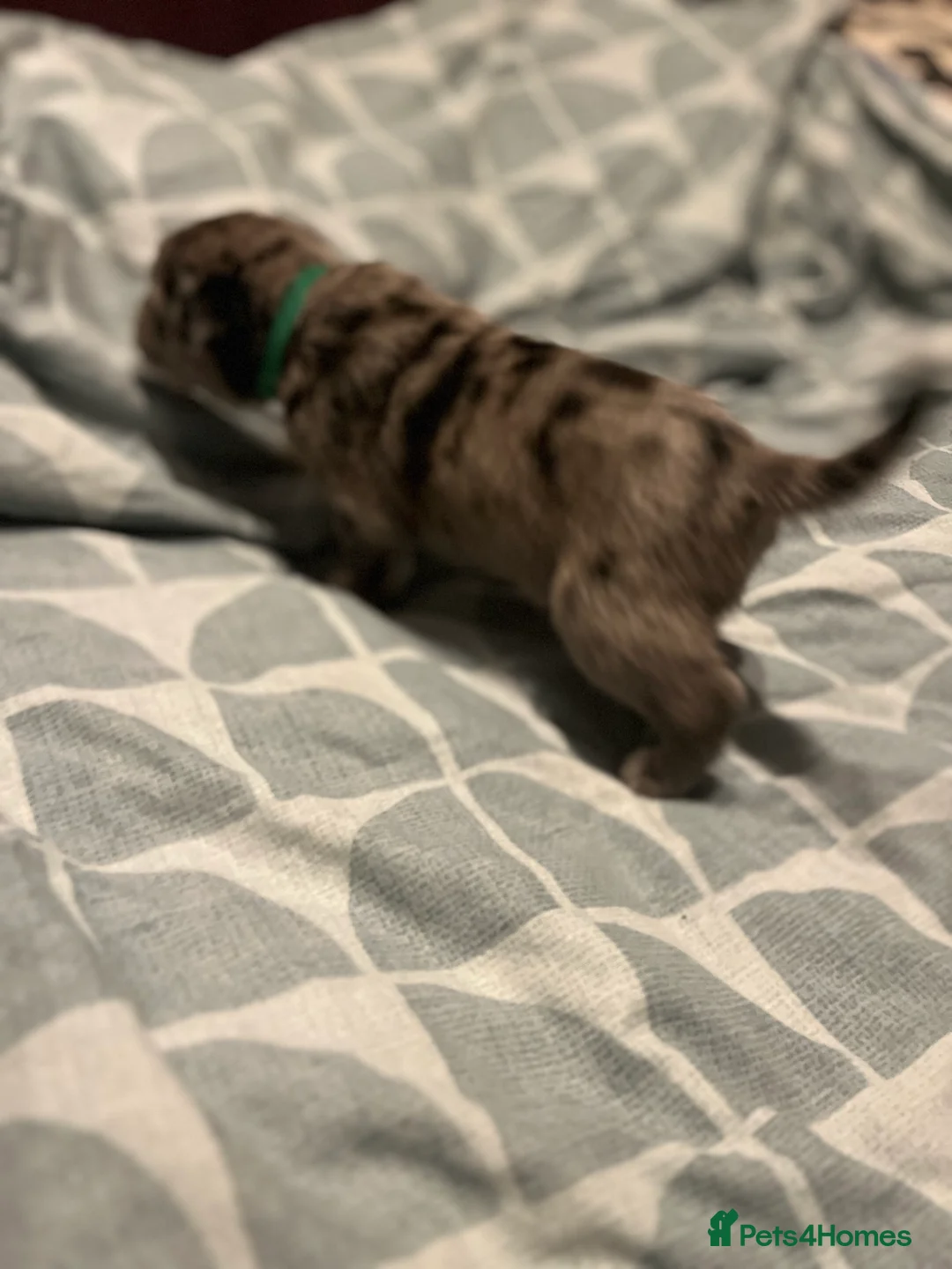 Mixed Breed dogs for sale: Beautiful Merle Caucasian corso - Advert 16