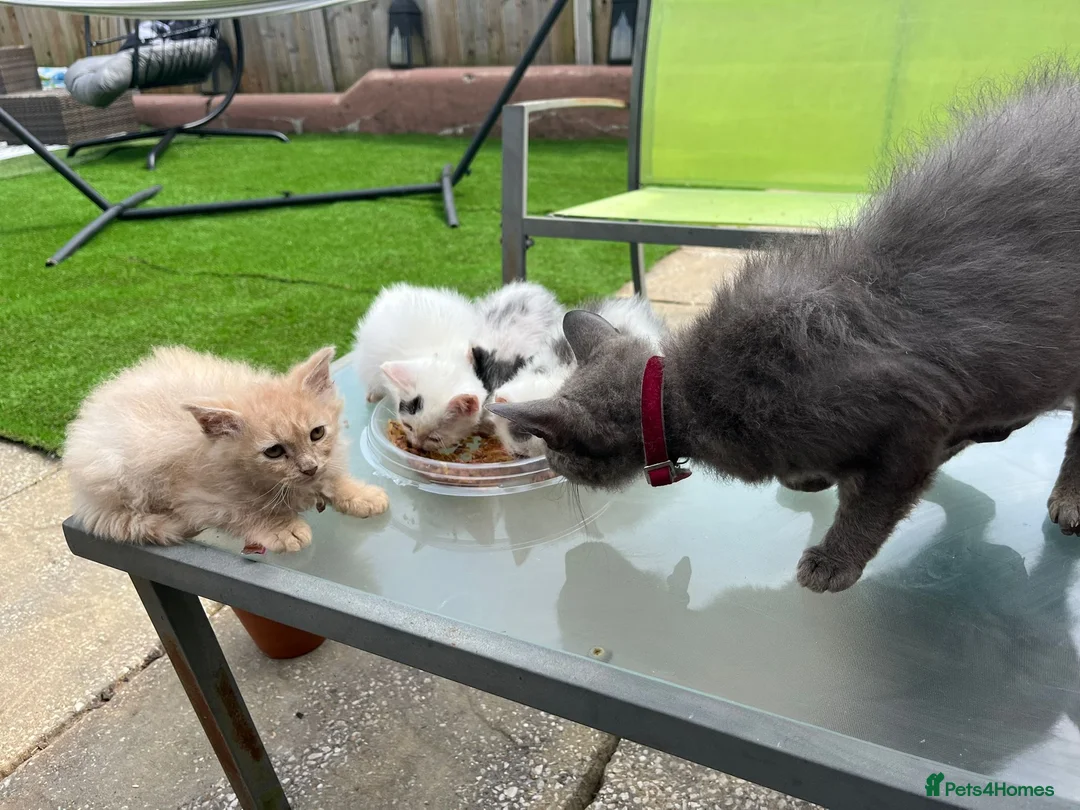 Mixed Breed cats for sale: Pretty Kittens ready now - Advert 11
