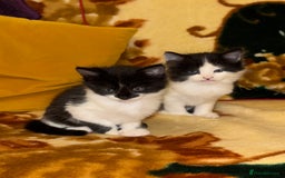 Mixed Breed cats for sale: 5 gorgeous fluffy tuxedo kittens - Image 7
