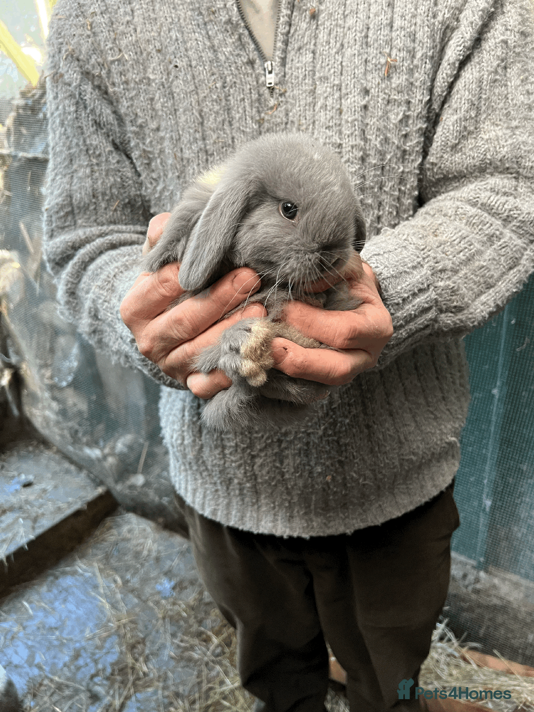 Mini Lop rabbits for sale: 100% Pure Family Bred Friendly Mini Lop Bunnies - Advert 5