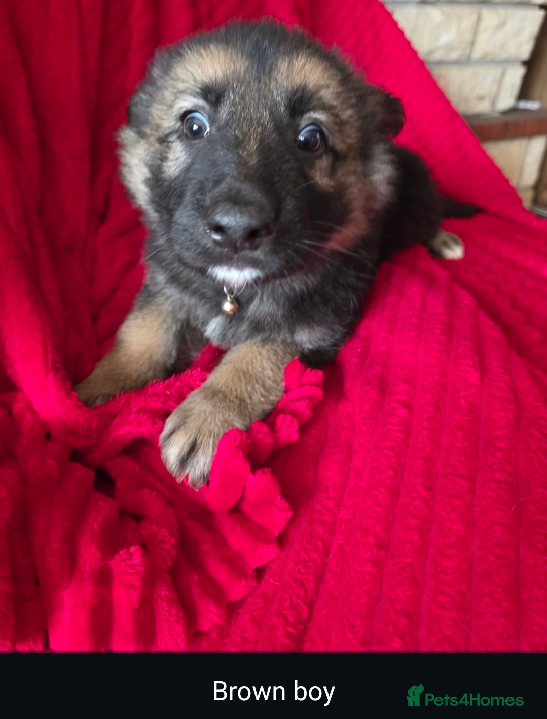 German Shepherd dogs Stunning litter of German Shepherd Pups - Advert 2