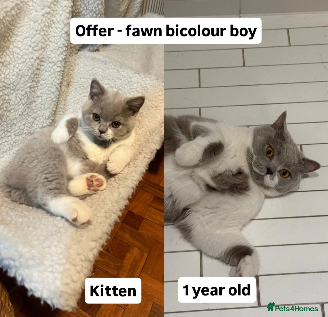 British Shorthair cats for sale: Multicolour GCCF Registered BSH kittens - Advert 17