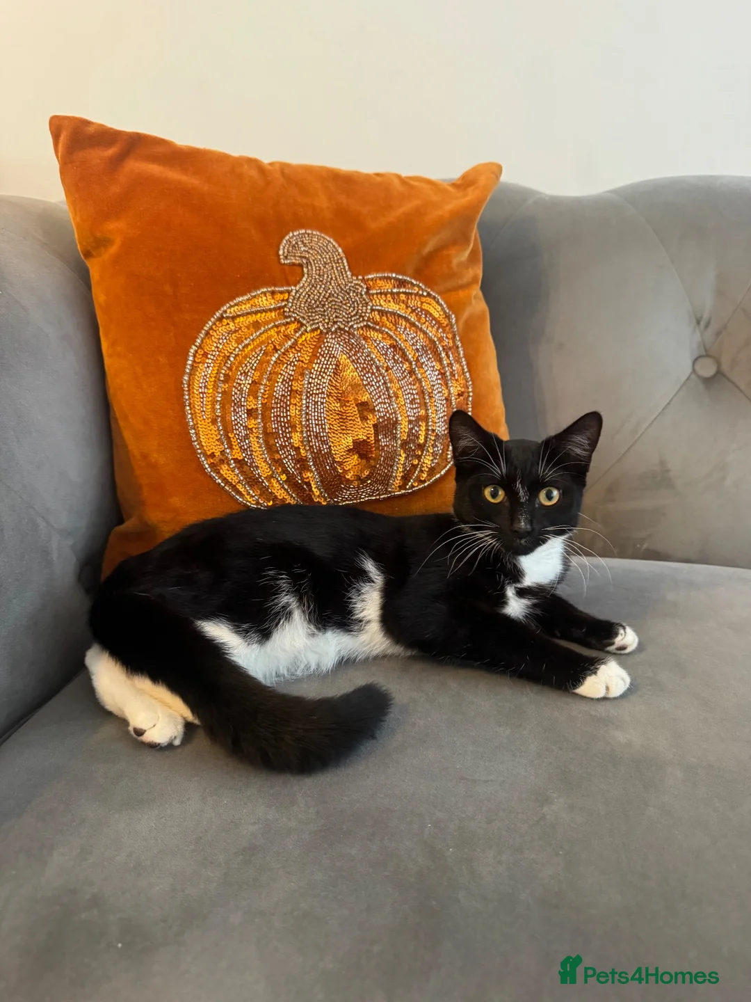 Mixed Breed cats for sale: Girl kitten needs new home being bullied by mom  - Advert 2