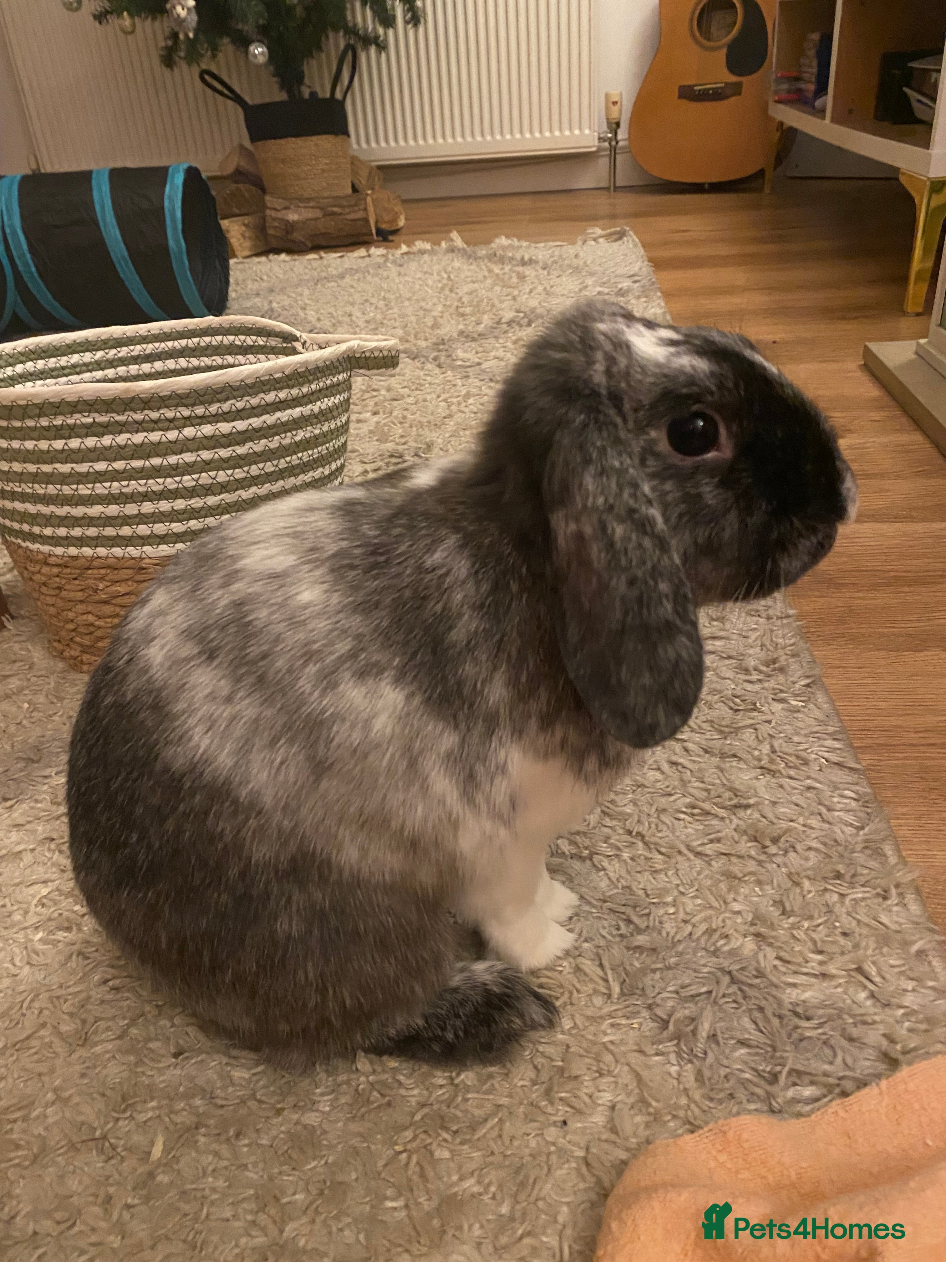 Mixed Breed rabbits Looking for a forever home! - Advert 2