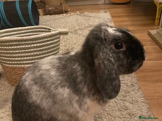 Mixed Breed rabbits Looking for a forever home! - Advert 2