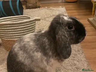 Mixed Breed rabbits Looking for a forever home! - Advert 17