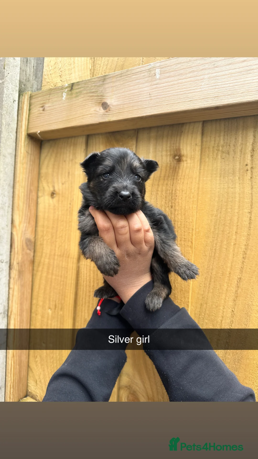 Mixed Breed dogs for sale: German shepherd pups for sale  - Advert 15